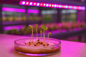 Come Testare la qualità del Tè di Lombrico per l’Idroponica: 6 Prove Semplici ma Potenti