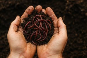 Quanti lombrichi servono per iniziare una lettiera?