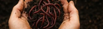 Due mani che sollevano una manciata di lombrichi epigei su sfondo compostato, simbolo dell’inizio della lombricoltura domestica.