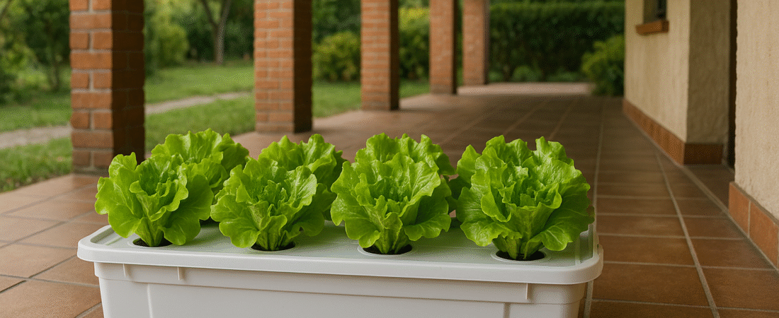 Coltivare lattuga in idroponica sul balcone d’inverno: guida semplice per principianti
